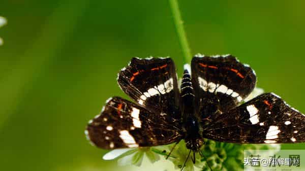 12月10日星期三，辰龙，可能会有事发生