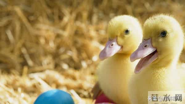 12月10日至16日，巳蛇，下周开始，可能会有事发生