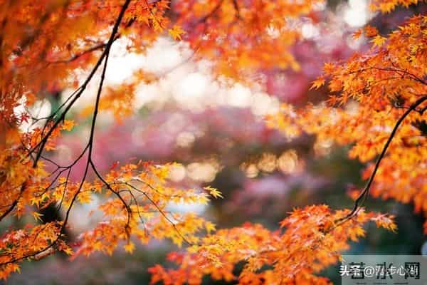 忠告子女：再孝顺，也不要为年过75的老父老母，做这4件事