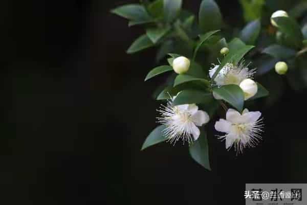 婚姻遭背叛，学会自处。一念放下，天地皆宽；万般自在，心莲盛开