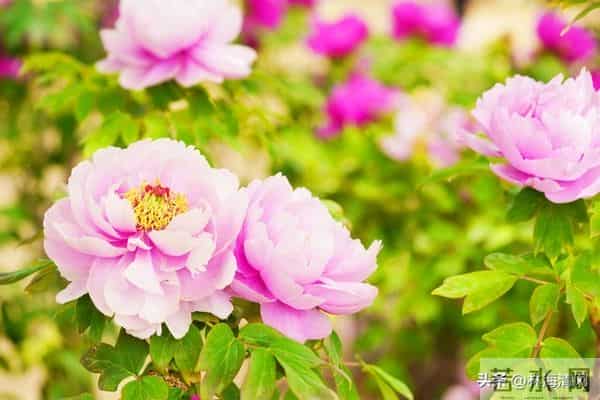 所有不安都是虚惊一场?放宽心,焦虑不过是自寻烦恼!