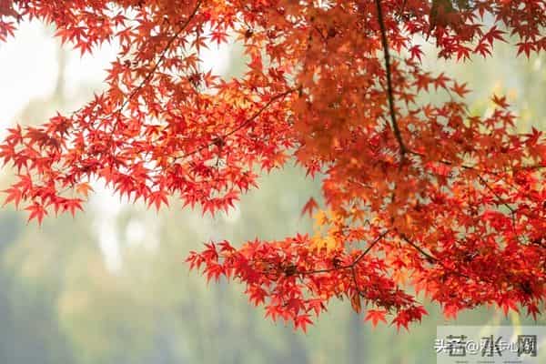 忠告子女：再孝顺，也不要为年过75的老父老母，做这4件事