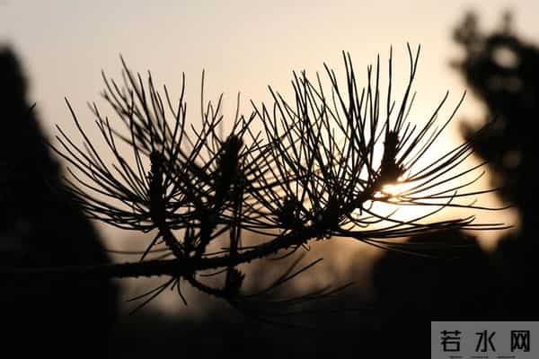 一眼就爱上！20个让你念念不忘的神仙句子，每一句都值得抄下来