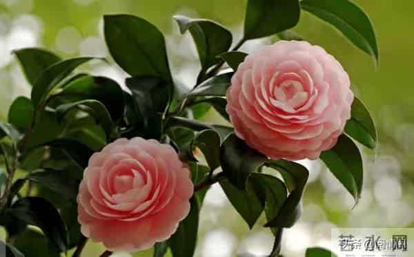 发现妻子在外儿女双全，我平静的离了婚，两年后她带着娃上门认爹