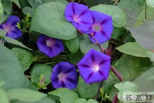 没有公主命,却有女王命的五大星座,不靠别人撑腰,自己活成靠山