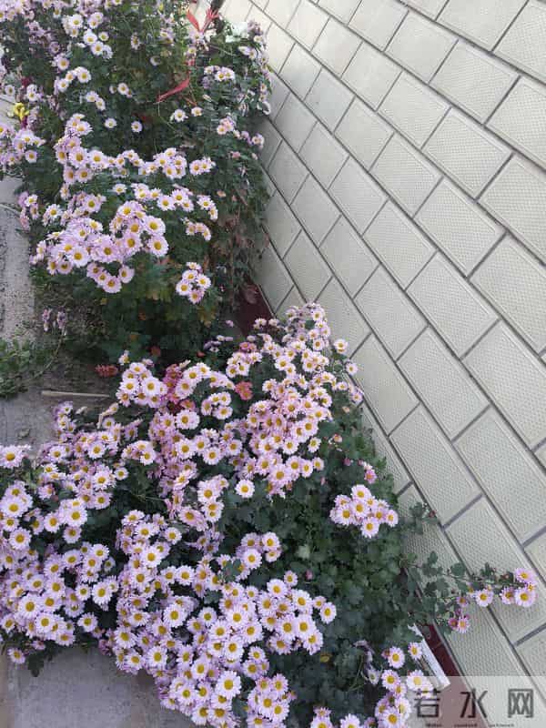 儿子掏空60万存款买50万的车后,母亲要砸车了!