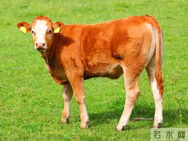 属牛的朋友，未来几天会遇见故交，留意一下，这个人会是你的贵人