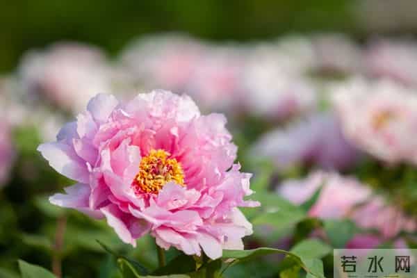 在我眼中，你胜过玫瑰花的娇艳，赛过牡丹花的雍容