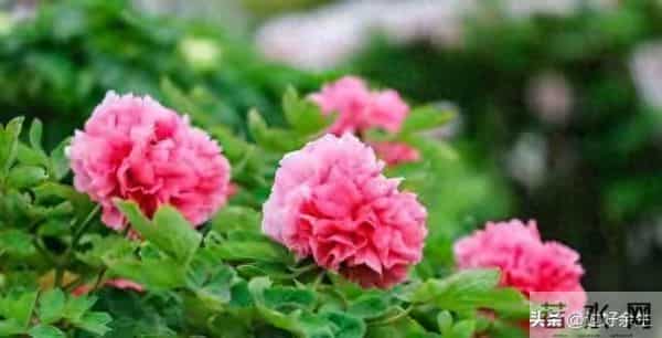 所有的男人,都有一个通病