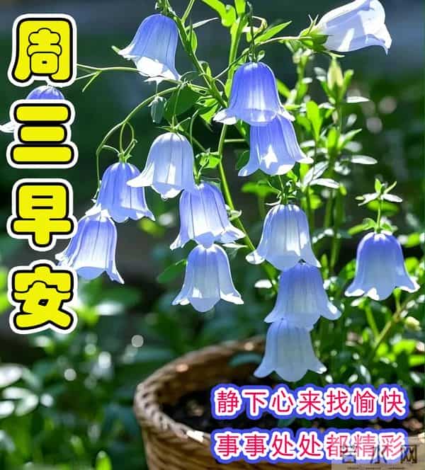 周三早安问候美图-静下心来找愉快，事事处处都精彩