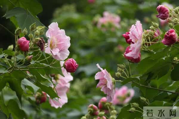 人若愚蠢，一看便知，愚蠢的人，往往有这三个明显特征！