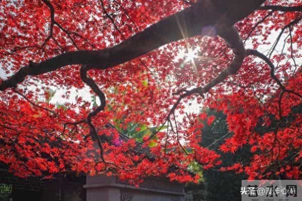 忠告子女：再孝顺，也不要为年过75的老父老母，做这4件事