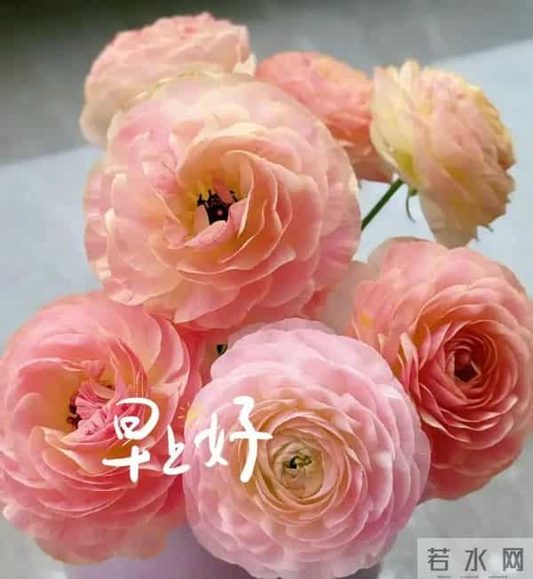 2025年12月09日早上好 早上好温馨问候祝福语 早安精美图片 周二愉快