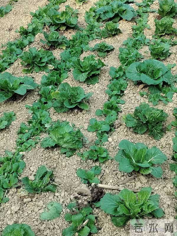 堂哥说,我好羡慕你呀,你婆婆80多岁了,还没有老糊涂