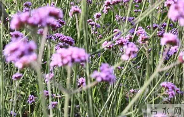 老了才明白-凡是父母去世当天,哭得最厉害的,大概都不是孝子