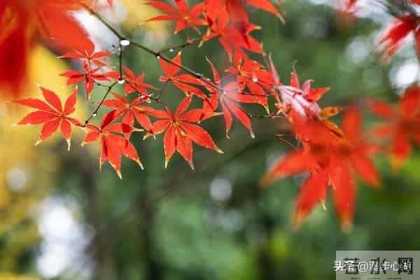 忠告子女：再孝顺，也不要为年过75的老父老母，做这4件事