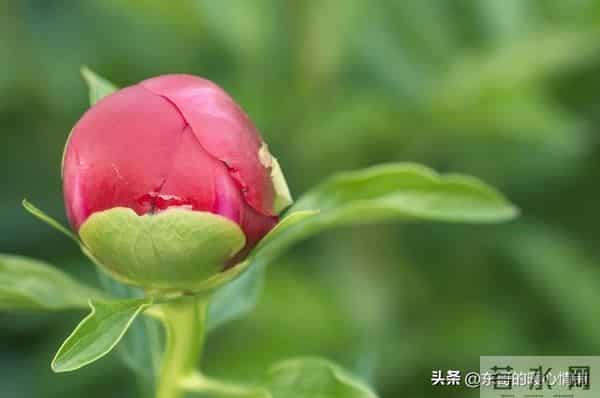 女人真正的深爱,是荷尔蒙失控的喜欢