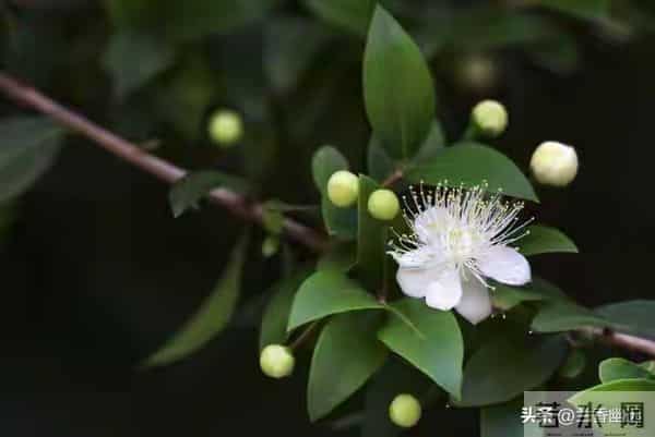 婚姻遭背叛，学会自处。一念放下，天地皆宽；万般自在，心莲盛开