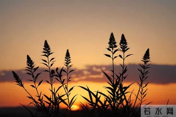 一眼就爱上！20个让你念念不忘的神仙句子，每一句都值得抄下来