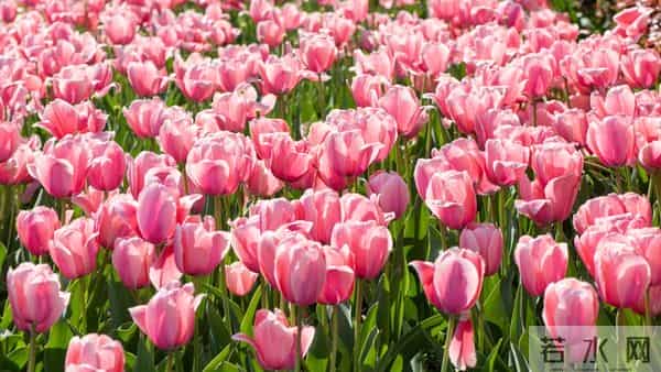 霉运已渡完,你将无往不利,对自己说一声,逆风翻盘,苦尽甘来