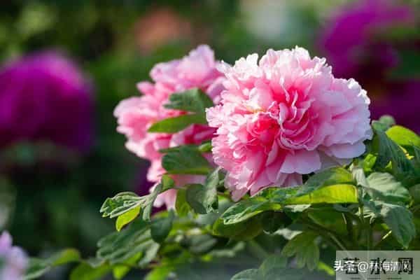 所有不安都是虚惊一场?放宽心,焦虑不过是自寻烦恼!