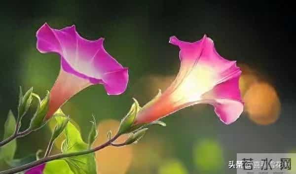 两性关系，惊人发现，60岁与异性靠近，根本不是桃花运，而是这