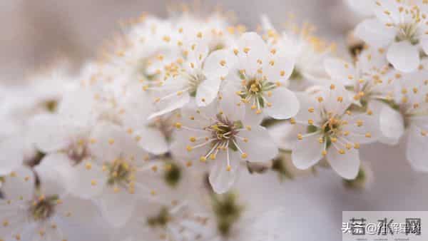 12月10日星期三，酉鸡要“笑醒”了，你将会遇见你最大的2位贵人
