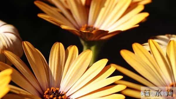 12月10日,摩羯座,,未来9日,会有事即将发生!