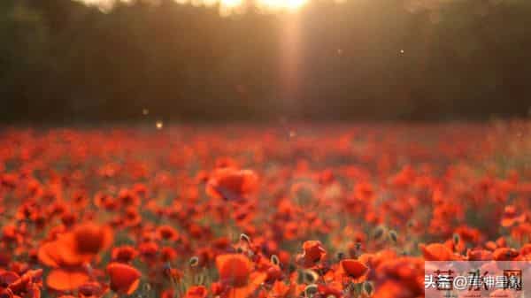 12月10日，处女座，未来9日，，会有大的事发生！