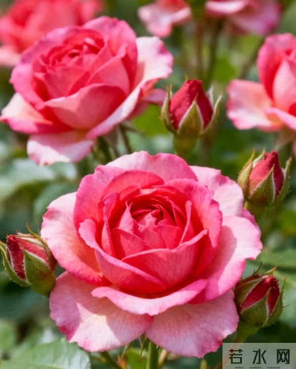 我非你不嫁，非你不要，非你不可