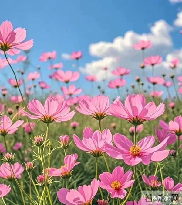 和兄弟姐妹翻脸后,还要不要来往?“过来人”的答案,字字扎心