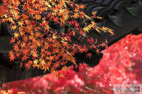 忠告子女：再孝顺，也不要为年过75的老父老母，做这4件事