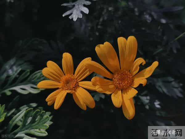 关东风雪情——公公进城(133)