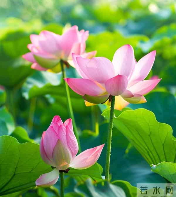 有福同享,爱你到永远