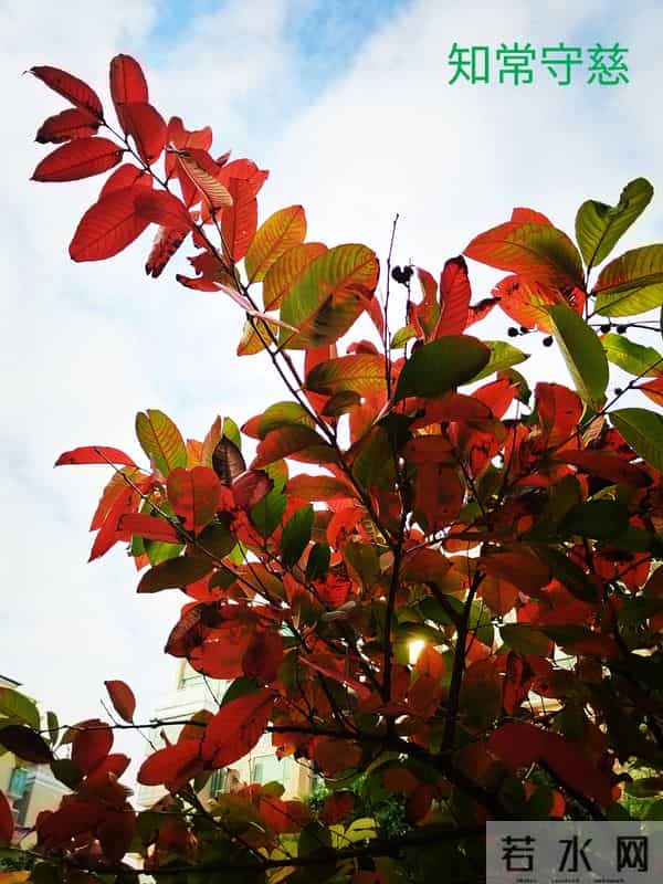 哥俩的命运（2）哥俩喜欢上同一个女孩