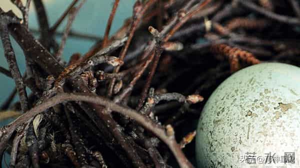 12月10日,水瓶座,未来9日,会有事即将发生!