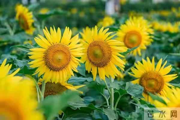 2026年贵人最多的三个星座，越低调，越有人挺你