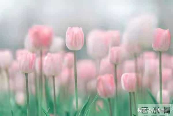 婚姻遭背叛，学会自处。一念放下，天地皆宽；万般自在，心莲盛开