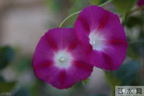 关东风雪情——公公进城(133)