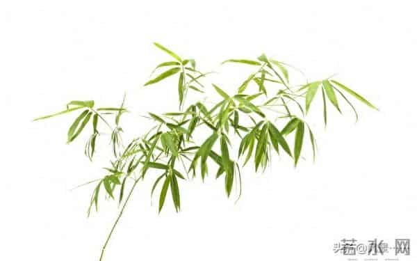 发现了没有,很多丧偶的女人,在外面从来不说!自己是已经丧偶的