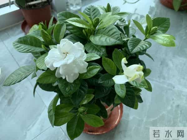 离婚三年，前夫晒再婚照，放大照片我看到了阳台那盆枯死的栀子花