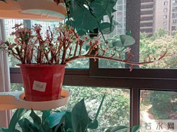 离婚三年，前夫晒再婚照，放大照片我看到了阳台那盆枯死的栀子花