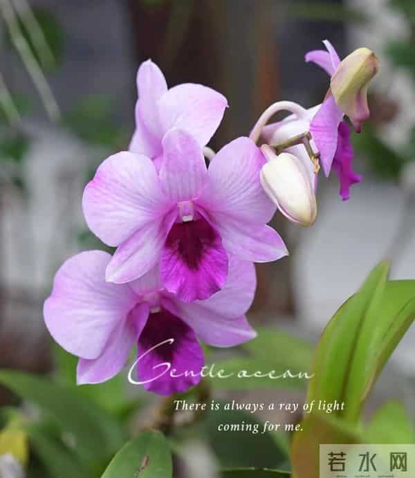 12月10日早上好 早上好温馨问候图片 早安图片最新今天 周三快乐