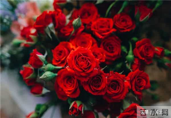 金牛越沉越被误会,为何却对某个星座一眼来电,会和谁甜到最后?