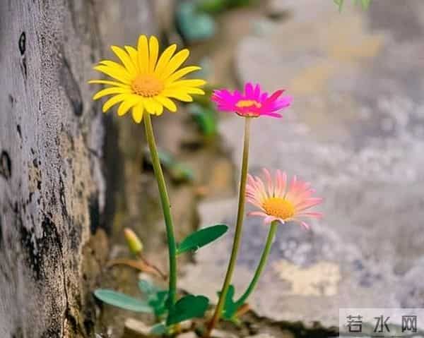 散文：岁月缝花，落满归途