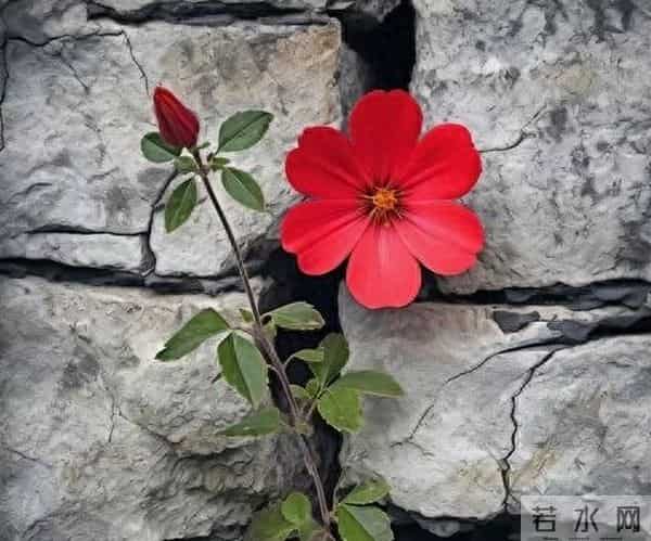 散文：岁月缝花，落满归途