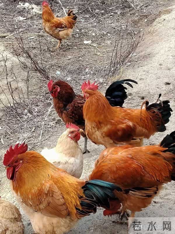 人老了,真的不能勉强自己干活。我婆婆,被一坨鸡屎干进了医院。