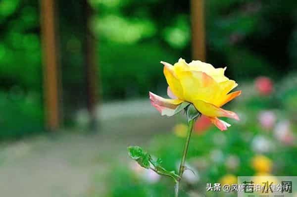 背叛，是一场理智的蓄谋已久！是深思熟虑的算计