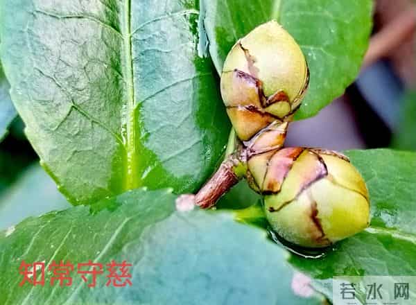 哥俩的命运（2）哥俩喜欢上同一个女孩