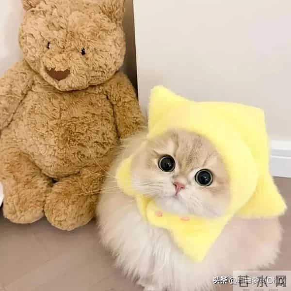 最女儿奴的三大星座男